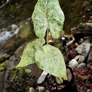 Alocasia ‘Odora Batik Blizzard’